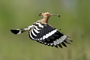 Hoopoe (Upupa epops) in flight with food