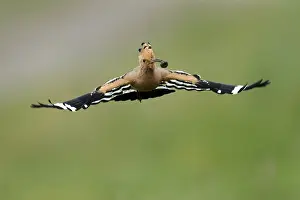 Hoopoe (Upupa epops) in flight with food