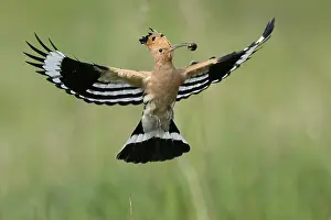Hoopoe (Upupa epops) in flight with food