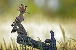 Hoopoe (Upupa epops) with food