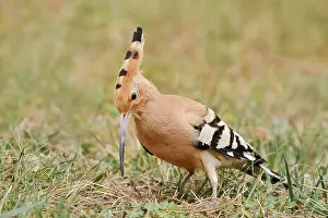 Hoopoe (Upupa epops) foraging, Algarve, Portugal
