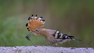 Hoopoe (Upupa epops) foraging, with field cricket as prey