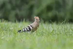 Hoopoe (Upupa epops), foraging in a meadow