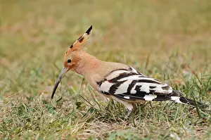 Hoopoe (Upupa epops) foraging in a meadow