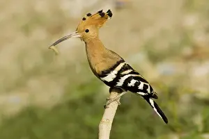 Hoopoe (Upupa epops) holding pray at it's nest