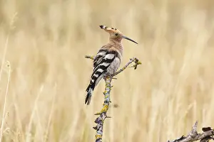 Hoopoe (Upupa epops) Hungary