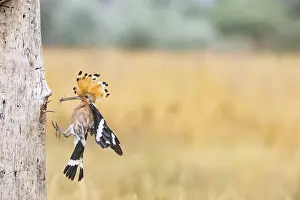 Hoopoe (Upupa epops) Hungary