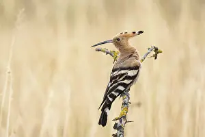 Hoopoe (Upupa epops) Hungary