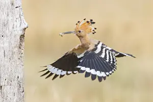 Hoopoe (Upupa epops) Hungary
