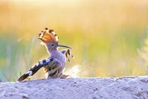 Hoopoe (Upupa epops) lands on a sand mountain