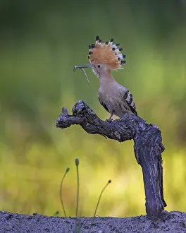 Hoopoe (Upupa epops) with lizard tail in beak
