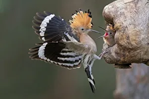 Hoopoe (Upupa epops) Old bird in front of the breeding cave begging young birds