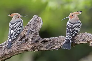 Hoopoe (Upupa epops) pair, mating
