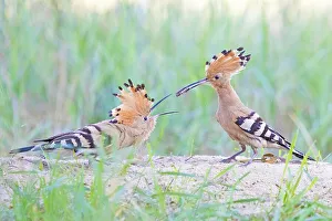 Hoopoe (Upupa epops) pair, Middle Elbe Biosphere Reserve
