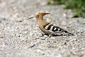 Hoopoe (Upupa epops), on a path