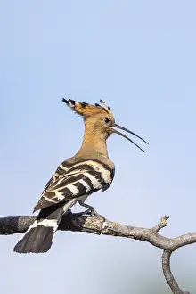 Hoopoe (Upupa epops), perched on a branch