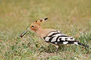 Hoopoe (Upupa epops) with prey in its beak