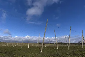 Hop poles, rain clouds gathering behind (Nimbostratus)
