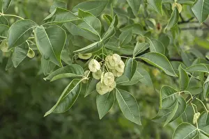 Hop tree (Ptelea trifoliata)