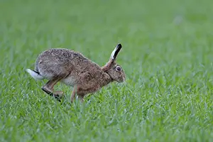 Hopping brown hare (Lepus europaeus)