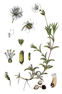 Horn Chickweed (Minuartia arvensis)