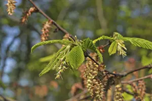 Hornbeam (Carpinus betulus)