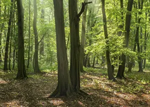 Category Forests Prints: Hornbeam forest with sunbeams, Burgenlandkreis