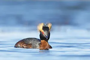 Horned Grebe (Podiceps auritus)