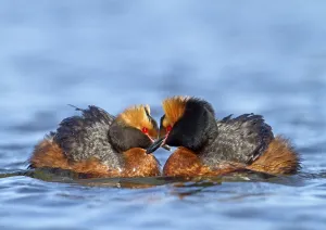 Horned grebe (Podiceps auritus) adult pair