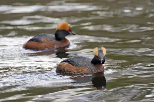 Horned grebe (Podiceps auritus) pair in breeding plumage swimming in lake