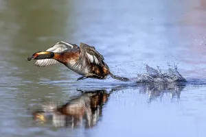 Horned grebe, Slavonian grebe (Podiceps auritus)