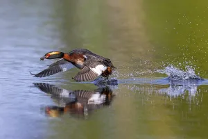 Horned grebe, Slavonian grebe (Podiceps auritus)