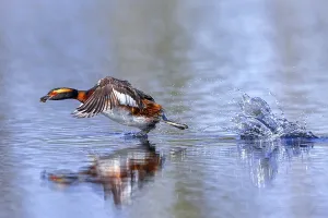 Category Wildlife DE Prints: Horned grebe, Slavonian grebe (Podiceps auritus)