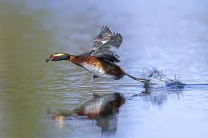 Category Wildlife DE Prints: Horned grebe, Slavonian grebe (Podiceps auritus)