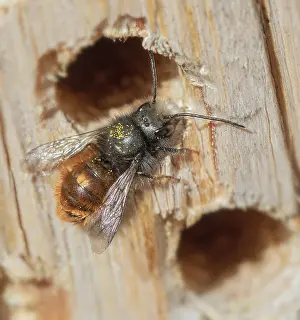 Horned mason bee Osmia cornuta'<br> Horned mason bee Osmia cornuta