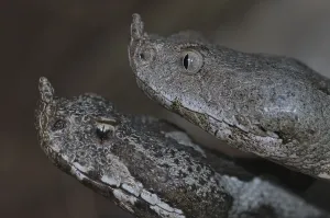 Horned otter couple
