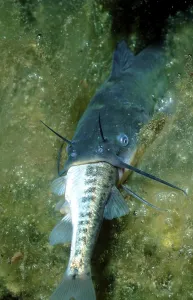 Horned Pout eating Minnow, Alsace