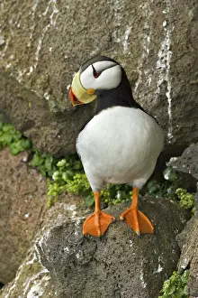 Horned Puffin (Fratercula corniculata)