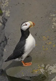 Horned Puffin (Fratercula corniculata)