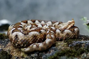 Horned or sand adder (Vipera a. ammodytes)