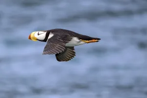 A horned seal (fratercula corniculata) flies over the calm sea
