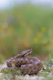 Horned viper, sand viper, sand adder