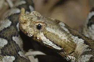 Horned viper (Vipera a. ammodytes)