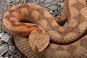 Horned Viper (Vipera ammodytes)