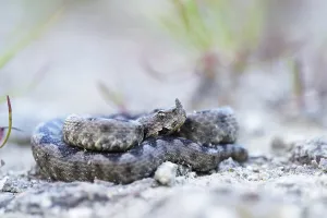 Horned Viper (Vipera ammodytes)