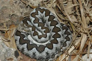 Horned viper (Vipera ammodytes)