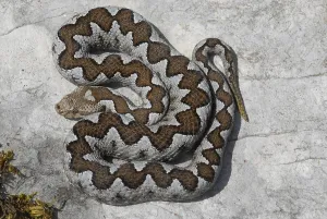 Horned viper (Vipera ammodytes)