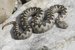 Horned viper (Vipera ammodytes)