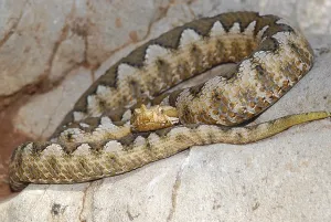 Horned viper (Vipera ammodytes)