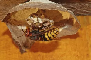 Hornet